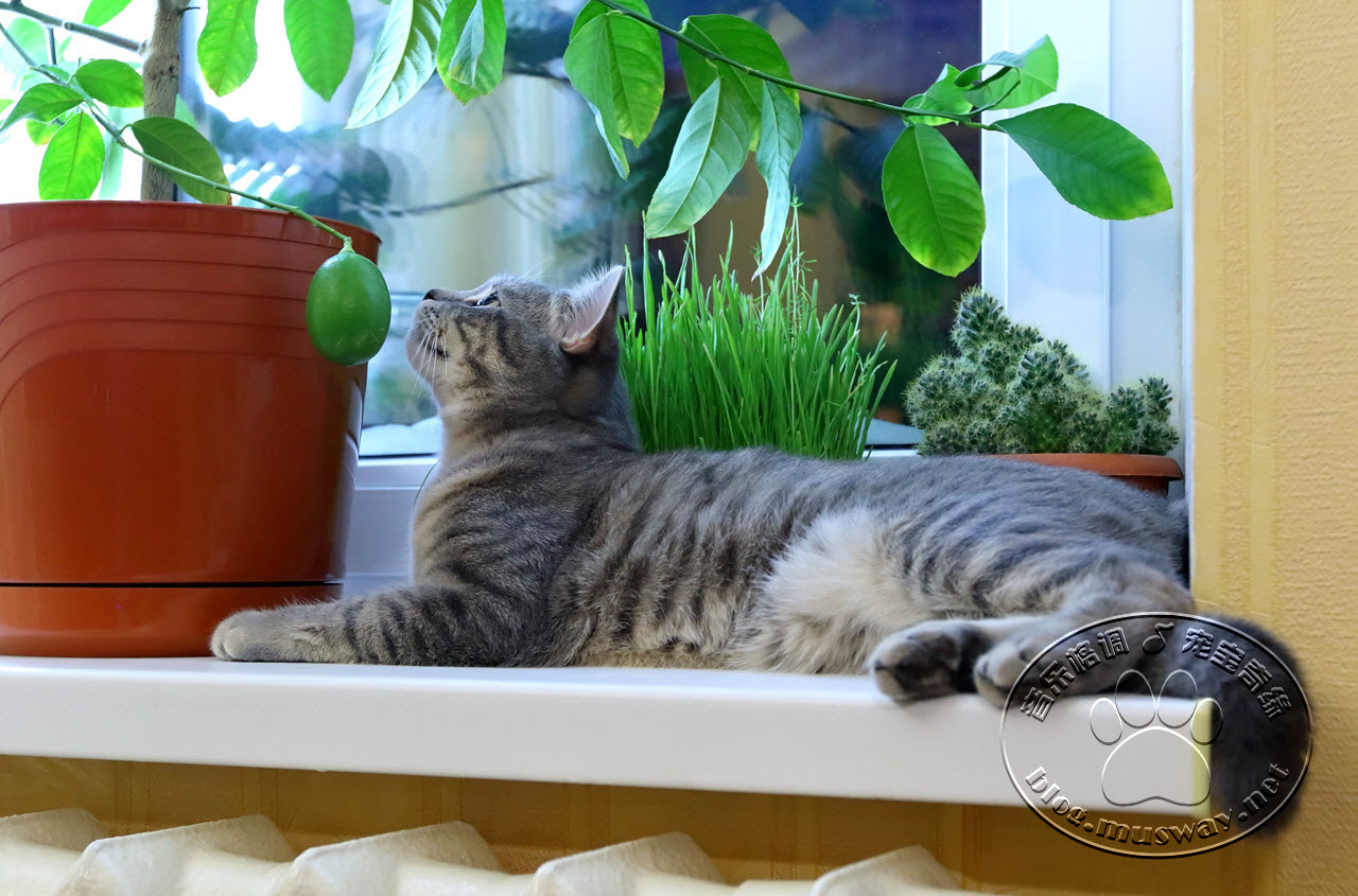 当心 这些室内植物对猫咪是有毒的 宠宝奇缘